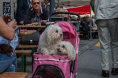 Hunde_OiO.jpg