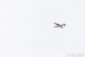 Pilatus_P3_Trainer066.jpg