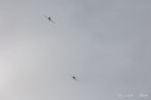Pilatus_P3_Trainer082.jpg