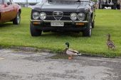 Stockente_Arbon003.jpg