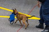 Polizeihunde_KaPo_Solothurn024.jpg