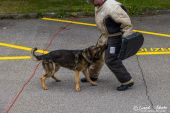 Polizeihunde_KaPo_Solothurn054.jpg