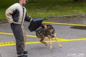 Polizeihunde_KaPo_Solothurn042.jpg
