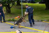 Polizeihunde_KaPo_Solothurn034.jpg
