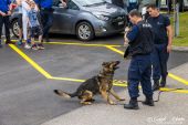 Polizeihunde_KaPo_Solothurn028.jpg