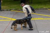 Polizeihunde_KaPo_Solothurn051.jpg