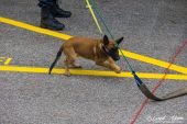 Polizeihunde_KaPo_Solothurn015.jpg