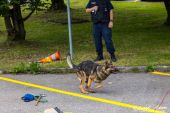 Polizeihunde_KaPo_Solothurn040.jpg