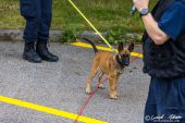 Polizeihunde_KaPo_Solothurn011.jpg