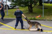 Polizeihunde_KaPo_Solothurn026.jpg