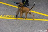 Polizeihunde_KaPo_Solothurn016.jpg