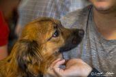 Hund001.jpg