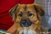 Hund003.jpg